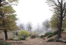 گزارش تصویری از فصل پاییز در جنگل ابر شاهرود